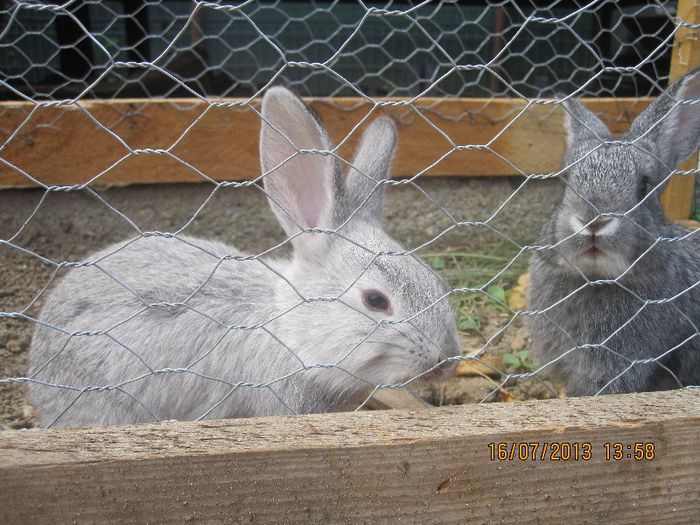 IMG_0369 - mascotele curtii