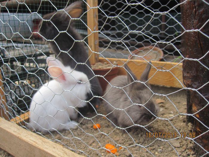 IMG_0370 - mascotele curtii