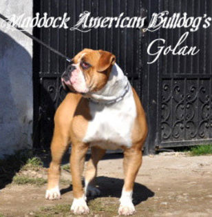 Maddock's GOLAN of Bulls of Crown - z-Bulldog American