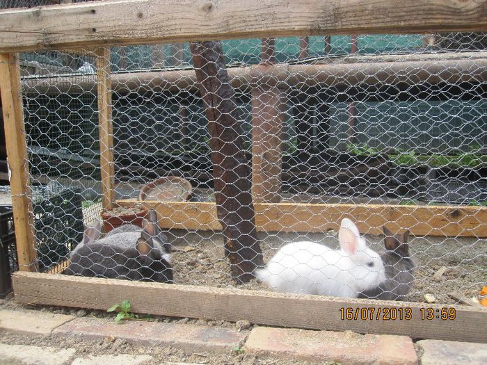 IMG_0375 - mascotele curtii