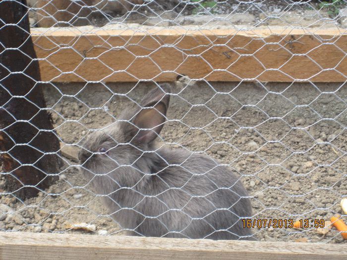 IMG_0376 - mascotele curtii