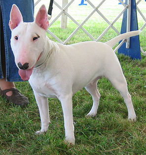 Bullterrierii-au-capul-perfect-oval-fara-stop-caracteristica-ce-a-dus-la-denumirea-de-caini-porci - z-Bull Terrier