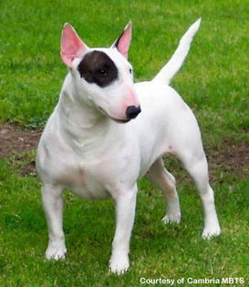 Bull-Terrierul-este-fara-indoiala-cea-mai-inconfundabila-rasa-datorita-formei-de-ou-pe-care-o-are-ca - z-Bull Terrier