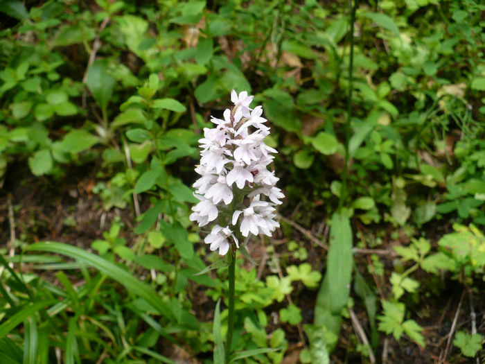 P1460303 - Predeal iulie 2013