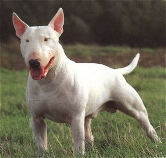 Bull_Terrier_Middle_Aged - z-Bull Terrier