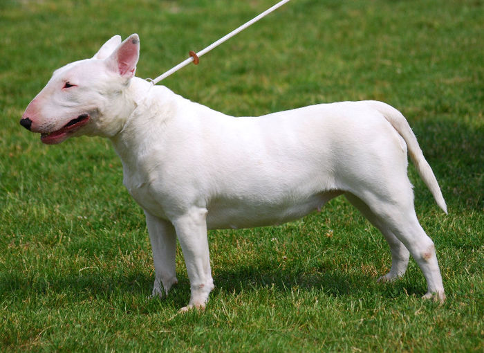 Bull_Terrier_R_01