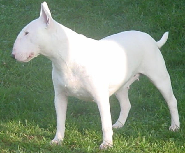 pic215656_caine_Bull_Terrier - z-Bull Terrier