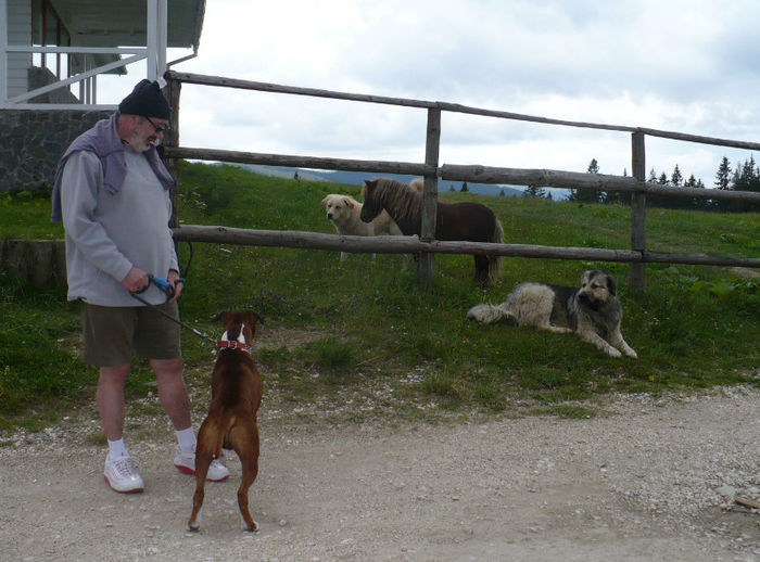 P1460321 - Predeal iulie 2013