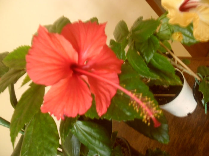 Cooperi Rose Flake - Hibiscus 2013-2