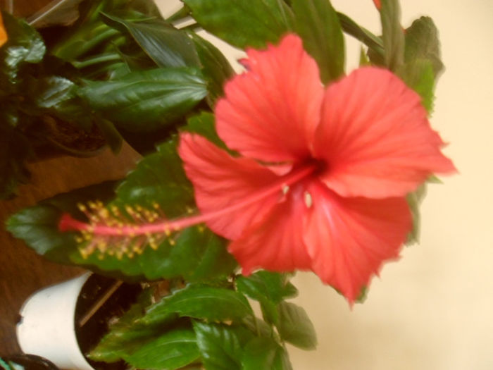 Cooperi Rose Flake - Hibiscus 2013-2