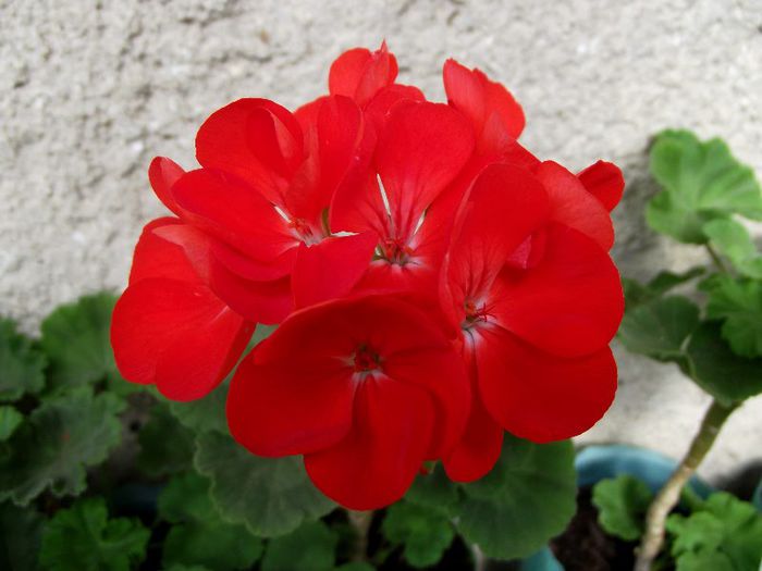 caramiziu cu ochi alb