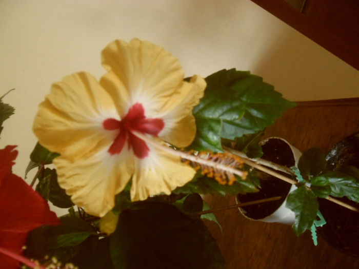 Silvya Goodman - Hibiscus 2013-2