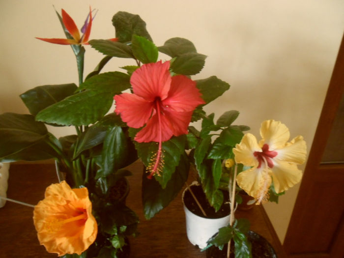 hibiscus grup- 15 iulie 2013