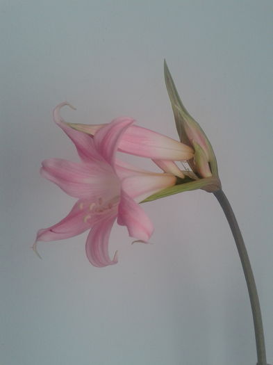 2013-07-16 19.24.20 - Amaryllis belladonna