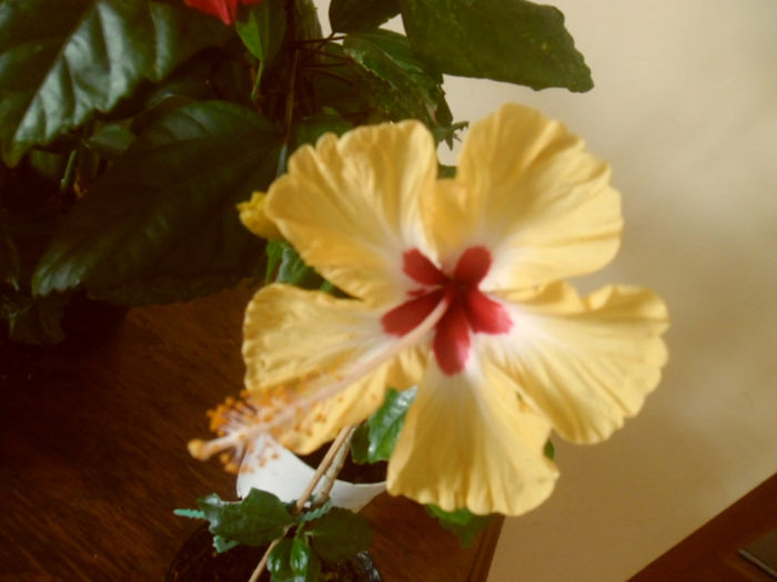 Silvya Goodman - Hibiscus 2013-2