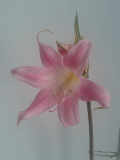 2013-07-16 19.24.30 - Amaryllis belladonna