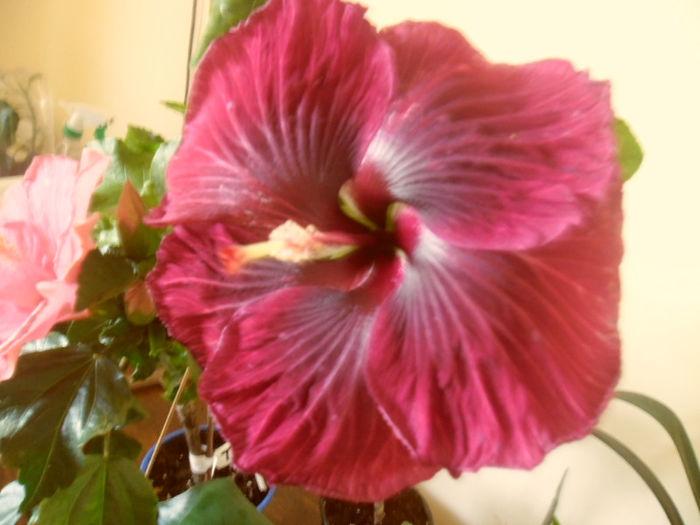 Black Dragon - Hibiscus 2013-2