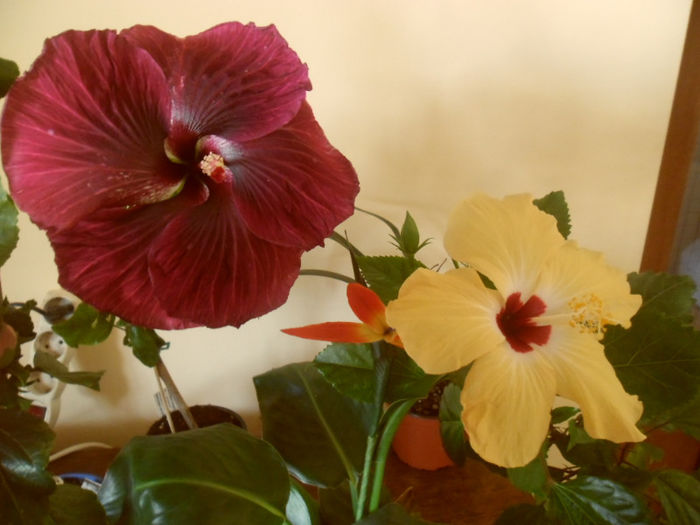Black Dragon   Lutea - Hibiscus 2013-2