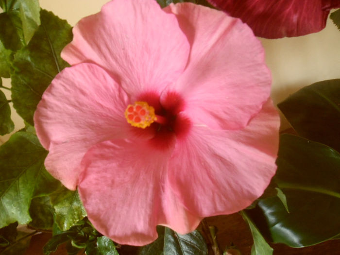 Adonicus Pink - Hibiscus 2013-2
