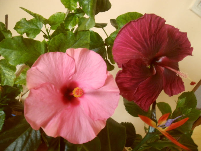 Adonicus Pink   Black Dragon - Hibiscus 2013-2