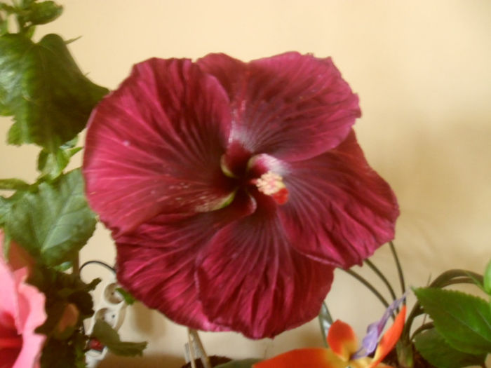 Black Dragon - Hibiscus 2013-2