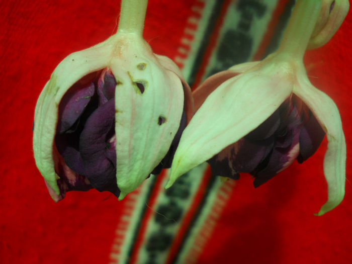 DSCN4622