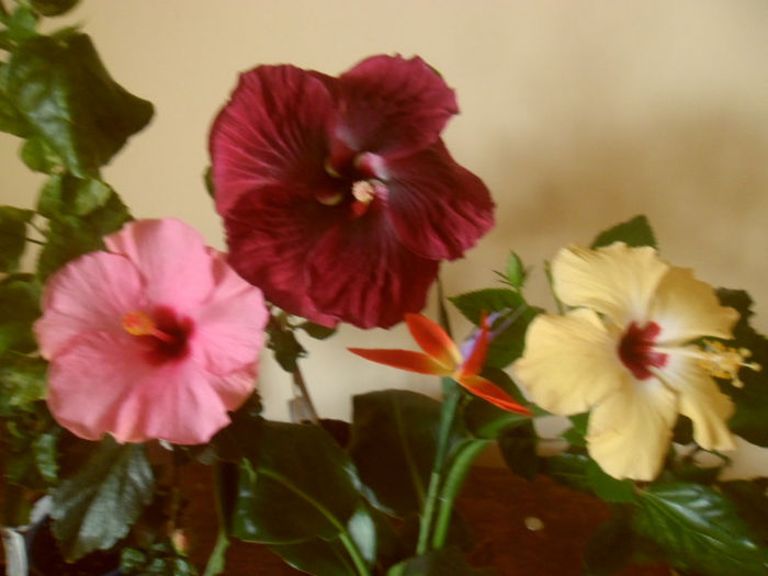 hibiscus grup- 16 iulie 2013 - Hibiscus 2013-2