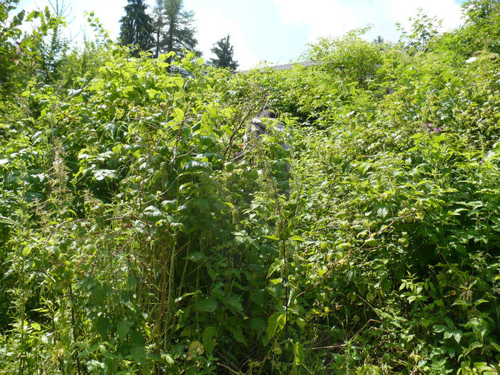 15 iulie (zmeuris) - Predeal iulie 2013