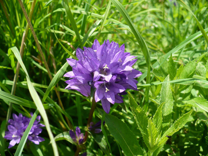 P1460351 - Predeal iulie 2013