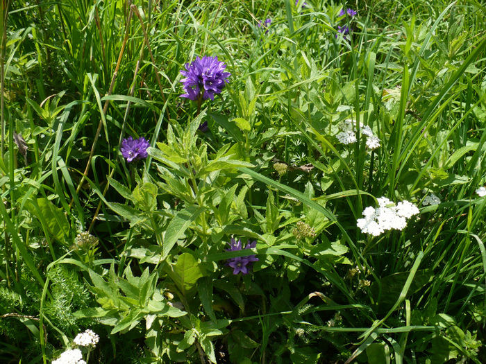 P1460355 - Predeal iulie 2013