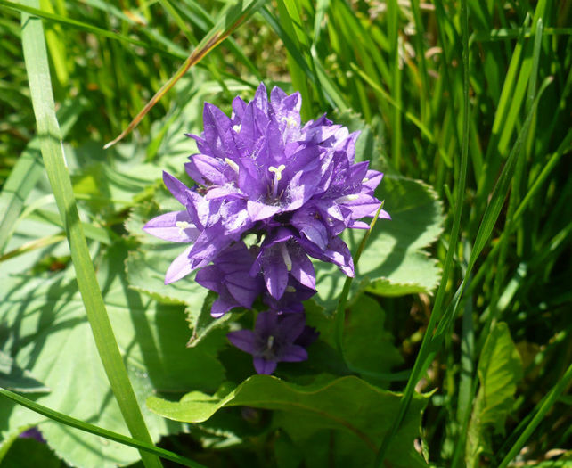 P1460357 - Predeal iulie 2013