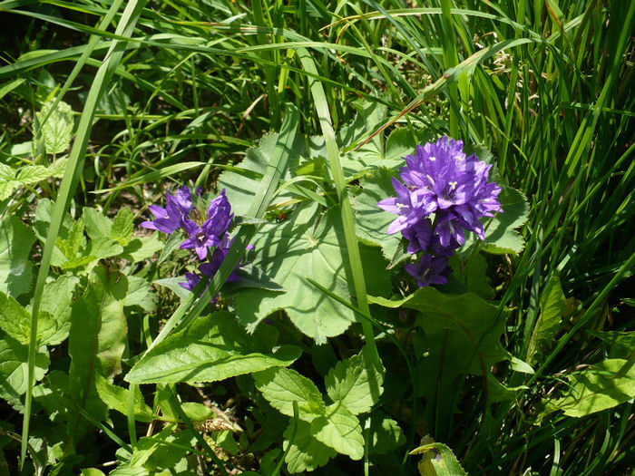 P1460358 - Predeal iulie 2013