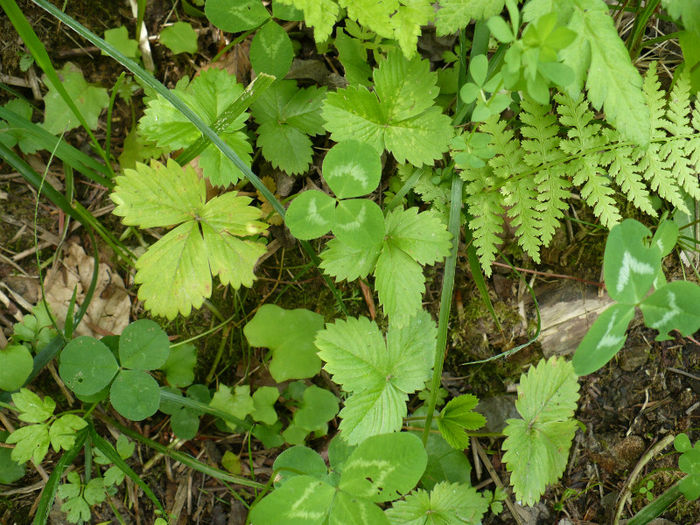 trifoi si fragi - Predeal iulie 2013