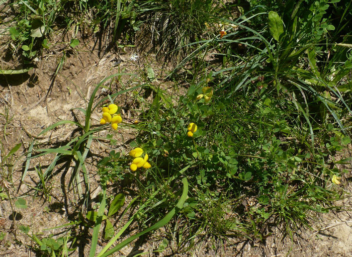 P1460362 - Predeal iulie 2013