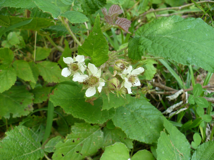 flori de mur - Predeal iulie 2013