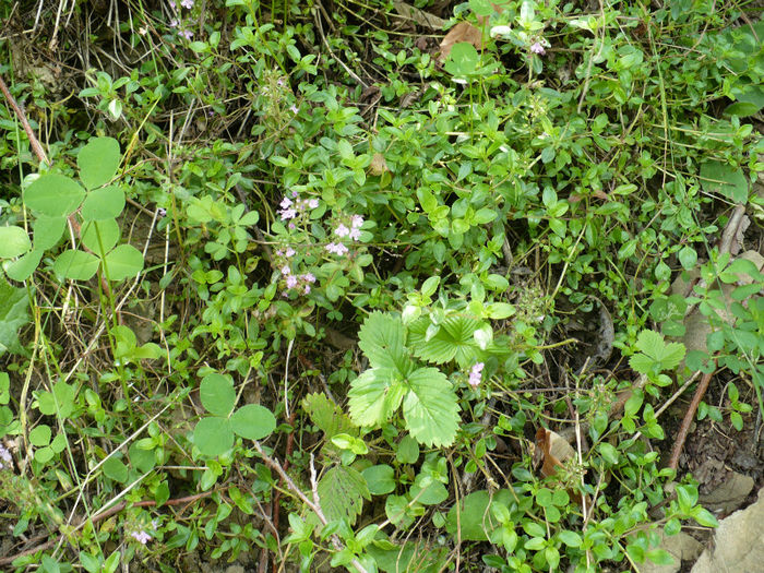 cimbru salbatic - Predeal iulie 2013