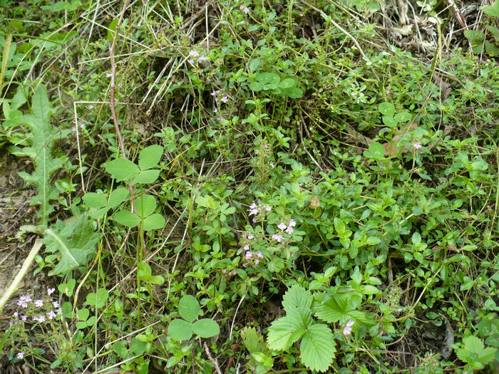 P1460370 - Predeal iulie 2013