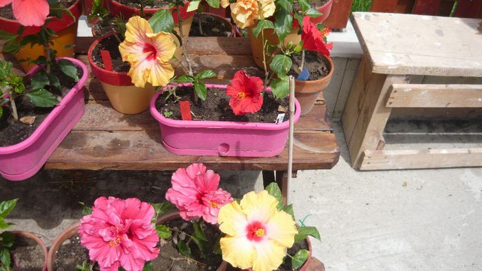 Picture 5535 - x 2013 hibiscus rosa sinesis 2