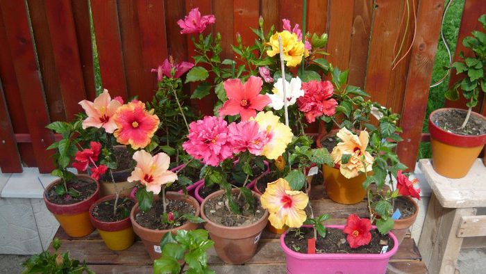 Picture 5548 - x 2013 hibiscus rosa sinesis 2