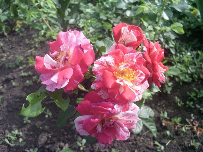 Copy of HPIM0005 - 8-trandafiri