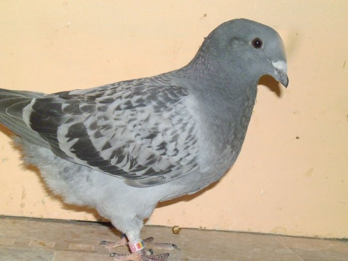 P1070790 REZERVAT - PUI 2013