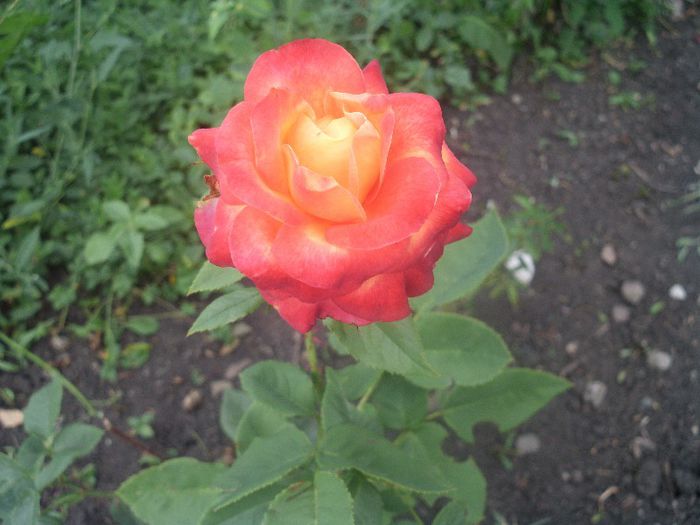 HPIM0004 - 8-trandafiri