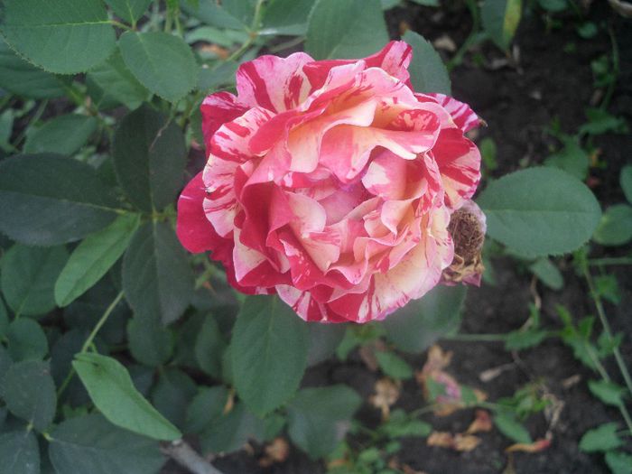 HPIM0010 - 8-trandafiri