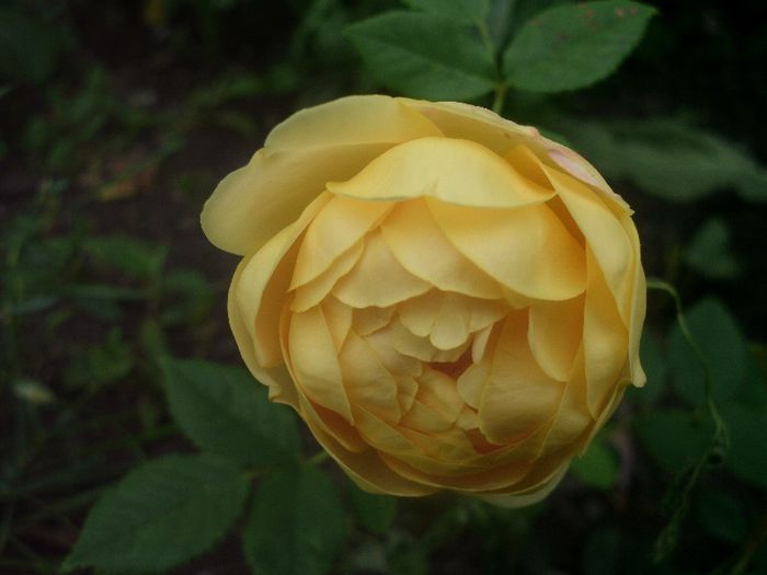 HPIM0011 - 8-trandafiri