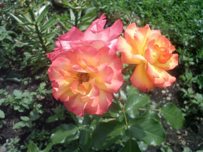 HPIM0003 - 8-trandafiri