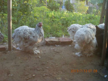 90954581_HIVQDSE3 - TINERET  2013 1