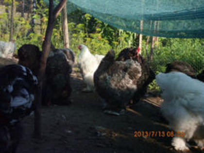 90954606_CXJYXEX - TINERET  2013 1