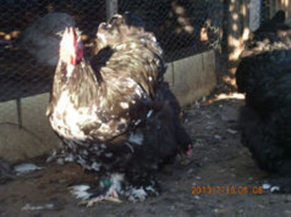 90954614_SPFNRCT - TINERET  2013 1