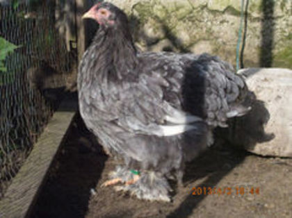 89820314_HYBGBME3 - TINERET  2013 1