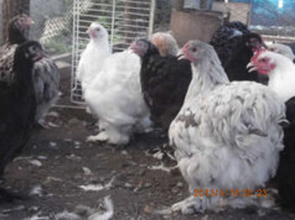 90240556_TFGZQLT - TINERET  2013 1